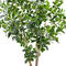 Wedding supplies customization 160cm potted plant bonsai artificial tree polyscias guilfoylei for indoor outdoor decorative