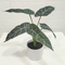 Artificial black taro leaves bonsai for home decoration