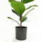 Factory Wholesales Price Plastic Trunk 55cm Ficus elastica Artificial Plant For Home Decoration Plant Artificial Ficus Elastica