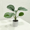 Garden supplies and factory top seller artificial green apple leaves bonsai calathea orbifolia potted plants for shop hote