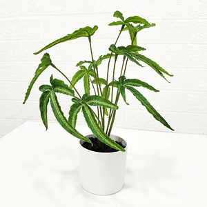 Height 45cm 12 branches artificial plant realistic faux leaf artificial taro tree for wedding party office