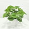 Height 25cm 9 branches greenery plant artificial plant garden scindapsus aureus for living room decoration