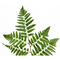 Newly arrived artificial fern trees for indoor and outdoor decoration landscape