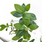 Artificial plants leaves green plastic banyan ficus leaf artificial ficus stem for festival event party decoration