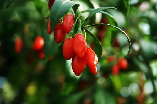 Organic Goji Berry for Beauty