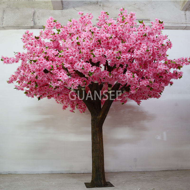  Wit Cherry Blossom Ponggawa 