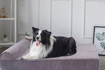 Comfortable and warm: the importance and choice of pet beds