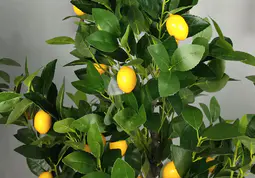 Изкуствени лимонови дървета: Екологичен, красив избор за декорация на закрито и на открито