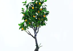 Изкуствени лимонови дървета: Екологична и красива възможност за декориране на закрито и на открито
