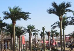 What are the advantages of artificial plastic palm trees
