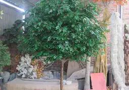 Ficus banyanträd tillför natur och grönska till hallar och gästrum