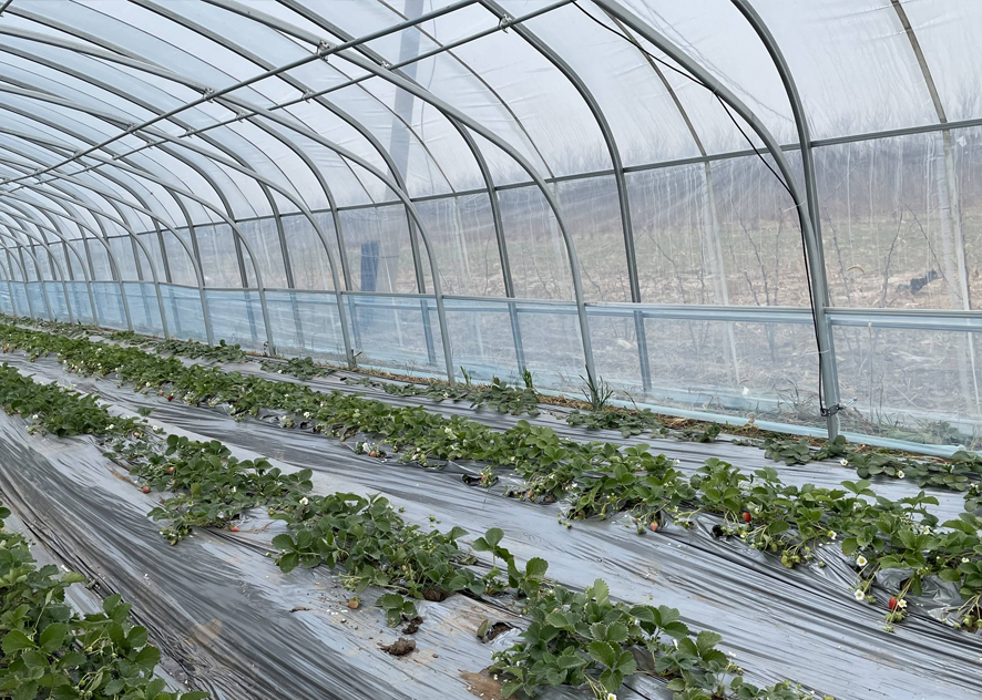 Application of Electric Heat Tracing in Greenhouse