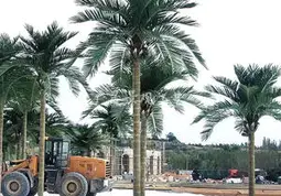 Artificial palm trees refresh outdoor spaces