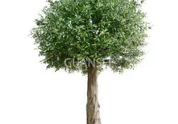Is an artificial olive tree a good indoor plant