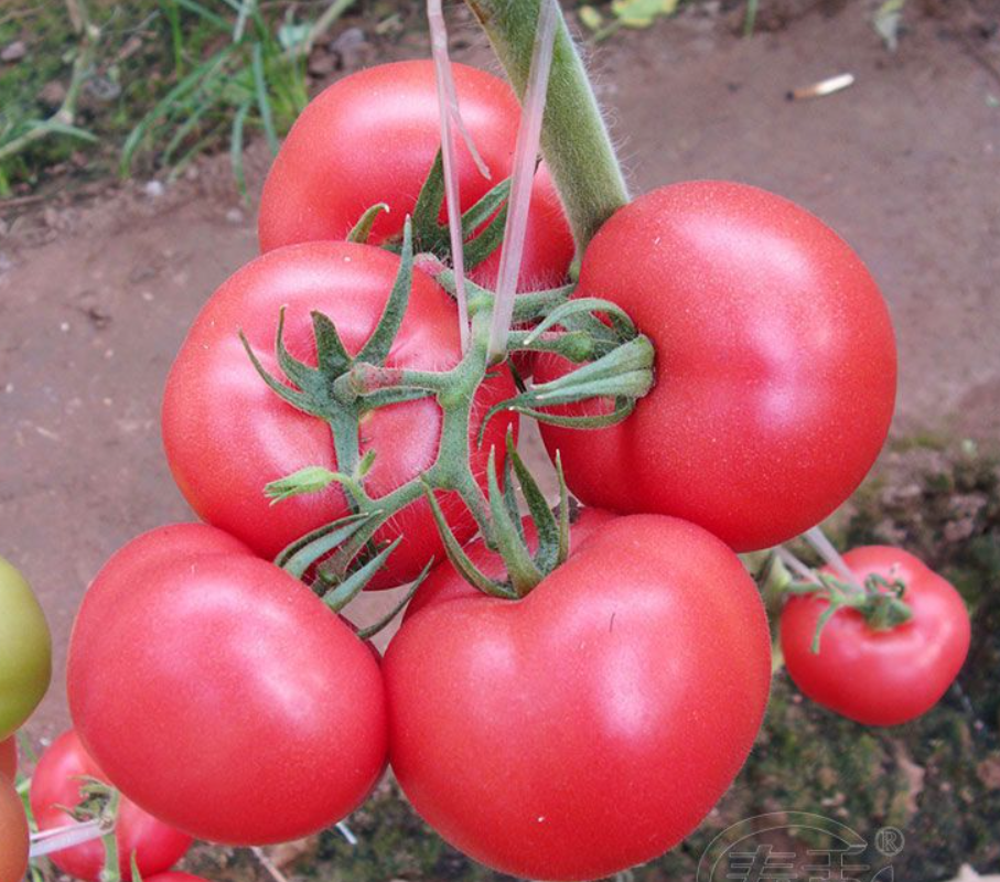 Sekawan musim sayuran wiji tomat gedhe