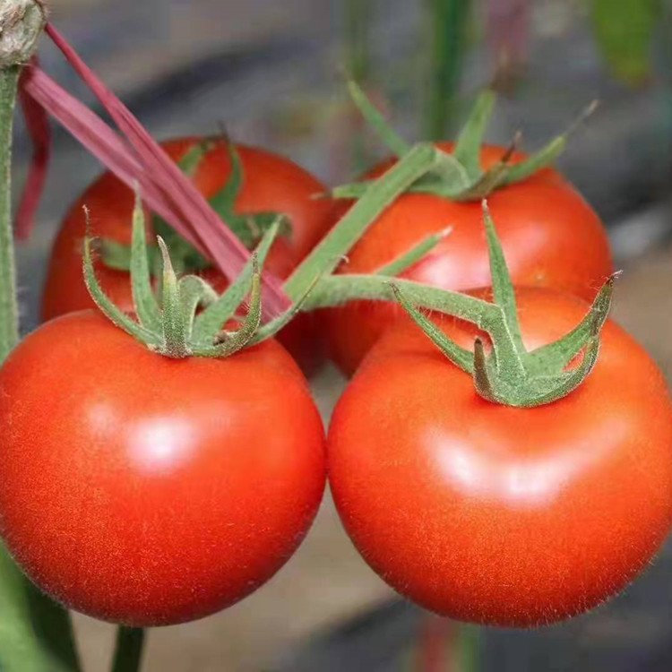 Korkean makeuden isot punaisen tomaatin siemenet