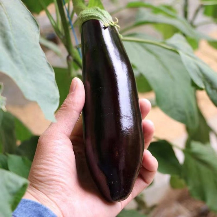 High yield disease resistance purple-black long eggplant seeds