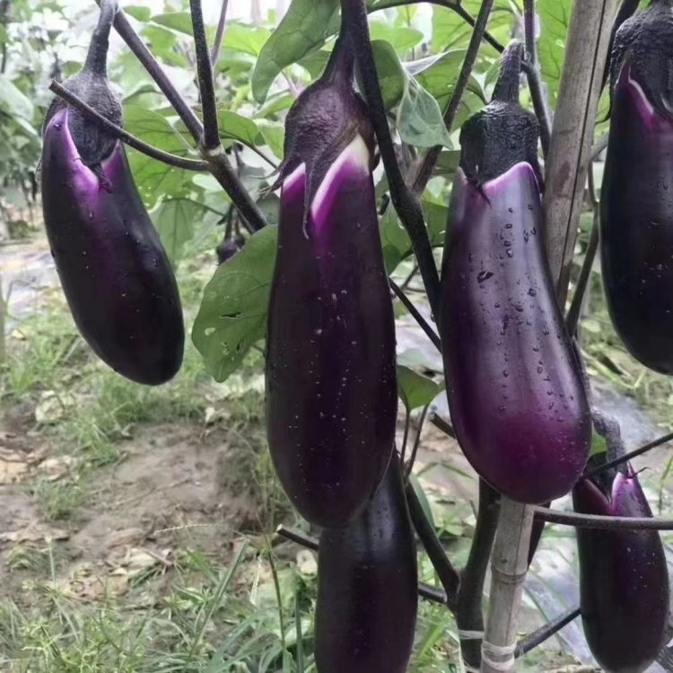 High yield disease resistance purple-black long eggplant seeds