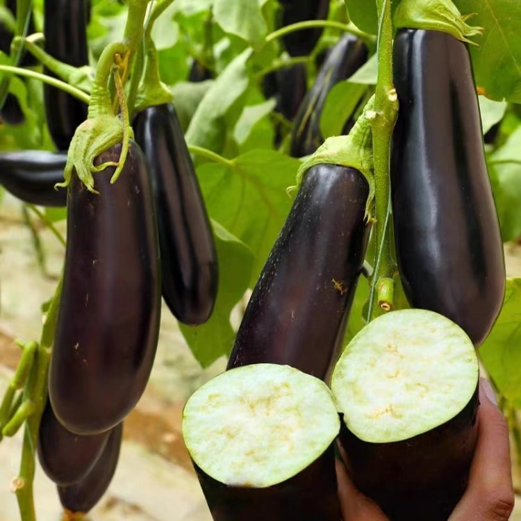 High yield disease resistance purple-black long eggplant seeds