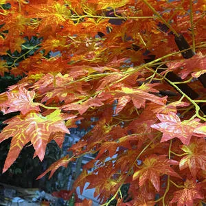 Artificial maple trees