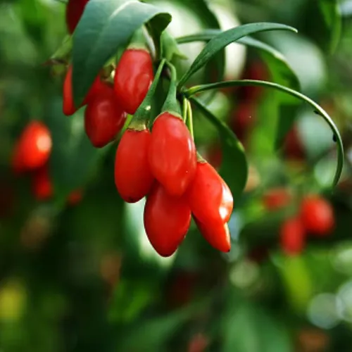 Why do Chinese eat goji berries