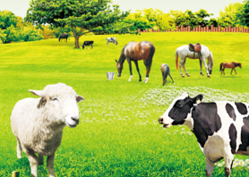 Η Ningbo Newland Import & Export Co., Ltd. Γιορτάζει τα 10 χρόνια αριστείας στην παραγωγή κτηνιατρικών προϊόντων