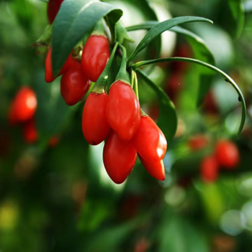 Low Pesticide Goji Berry