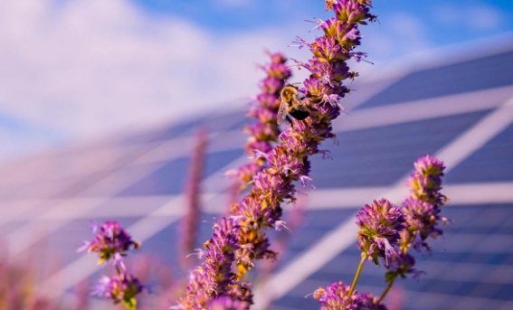 A Itália proíbe a energia solar em terras agrícolas