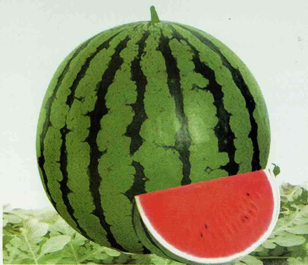 New method for cultivating high-quality watermelon seeds helps increase agricultural production