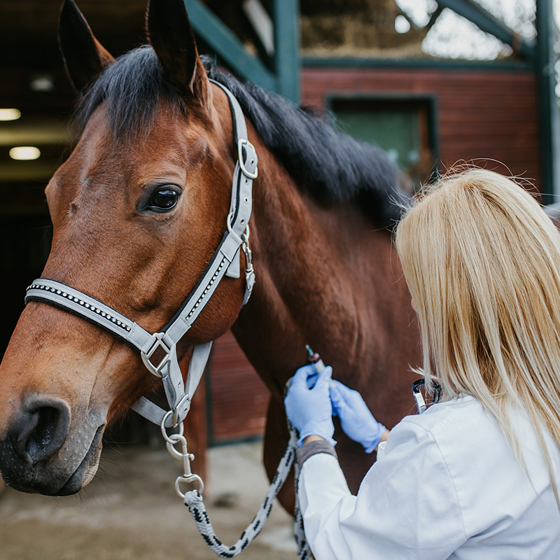 The Mobile Digital Equine Veterinary Radiography X-Ray Machine Has Brought Unprecedented Convenience And Efficiency To The Veterinary Industry