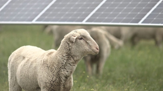 AgriPV: Avangrid and Lodestone Energy graze sheep at US and New Zealand PV plants