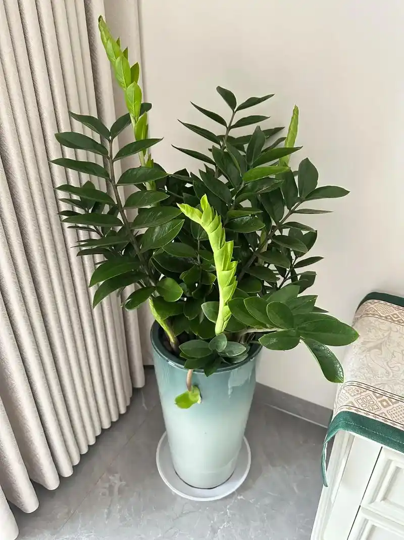 What Is a Good Plant for Inside the House? Discover the Best Indoor Green Companions