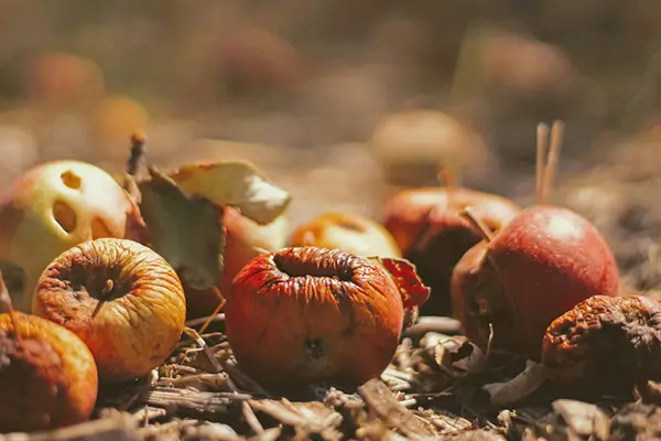 Waste To Value: Reduce Waste, Save Money, And Help The Planet