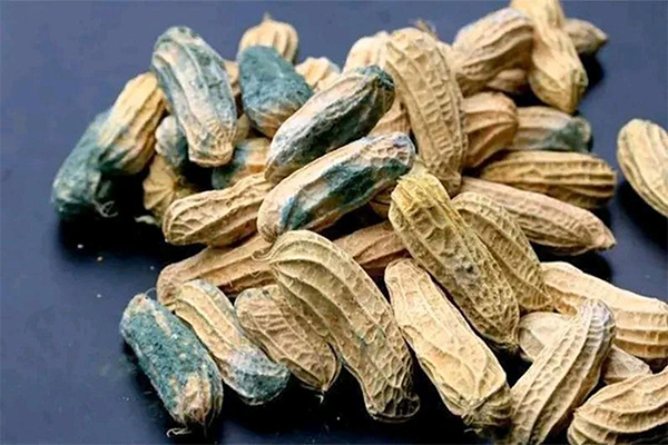 How Mold Can Kill You — The Silent Threat of Aflatoxin