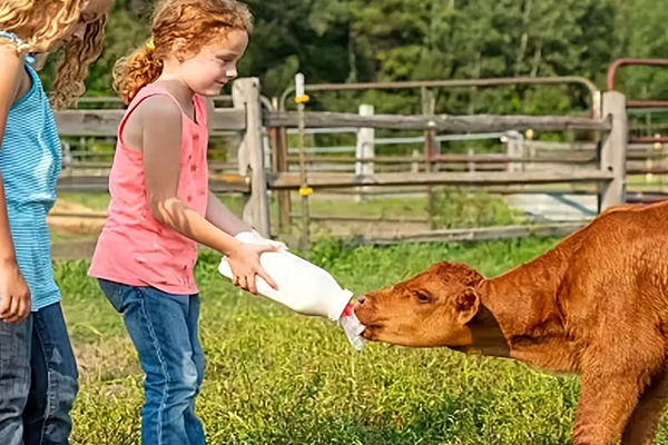 New Food-Grade Plastic Calf Nursing Bottles Launch to Streamline Livestock Feeding