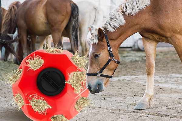 Interactive Hay Balls Transform Equine Feeding: Combining Enrichment and Digestion for Stabled Horses