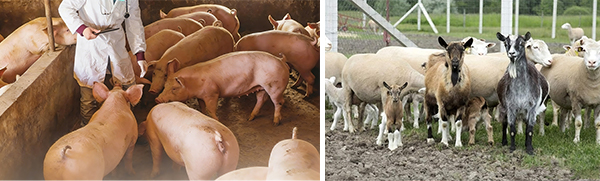 NL116 Automatic syringe with bottle holder