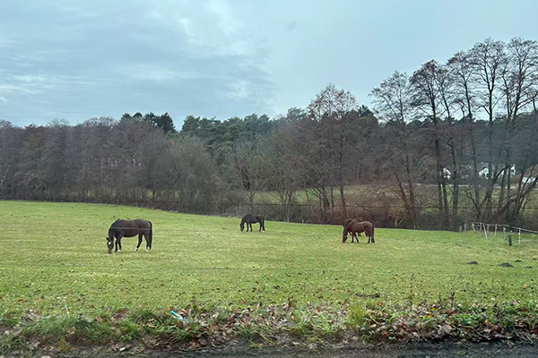 NL13802 Plastic horse toy
