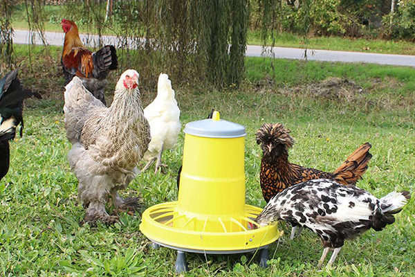 NL8119 Hopper Feeder with Legs Optimizes Poultry Feeding Management